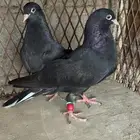 قطايف طبه