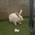 أرنب ابيض  عيون حمر بسعر رمزي اليف