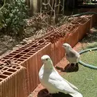 جوز حمام شاينيز بقرن صافي بيور