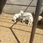 جذعان حريه فاخر