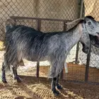 عنز متبع حليب وطيبه