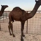 للبيع حشو مجاهيم العدد 4 قعدان