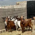 غنم   ضان
