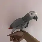 كاسكو للبيع