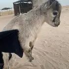 ماعز قزم امريكي تشيكي ذكر