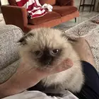 قطوة همالايا سكوتش اصلي انثى انثى