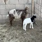 شاه خلفه