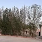 للبيع شجر 15 متر