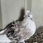 للبيع انثى مفتل مسكي مكمله وجاهزه للانتاج