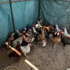 ديوك اربع شهور ونص