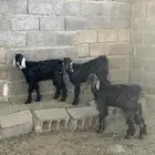 تيوس بلديه