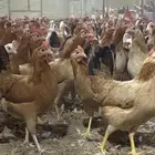 دجاج يلدي بياض