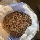 بذور شجره السيال