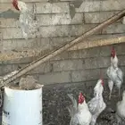 ديوك المنيوم للبيع عمار سنه ونص