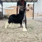 رخل خصم