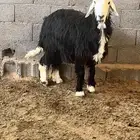 نعجه ثنيه مضرع