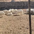 طليان حري