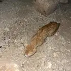 قطة أليفة لتبني