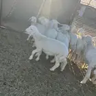 طليان رخال