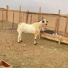 فحل بيشي اكحل صنف الصتف تم البيع