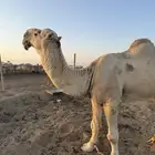 بعير تمامي القصيم