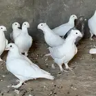 حمام هومر ومهمر وهجين حب رمان