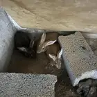 ارانب للبيع