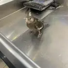 فرخ كراوان عمر شهرين 5ايام سعره250مع ملحقات300