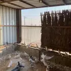 حمام فرنسي طبات