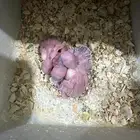 ازواج بادجى منتجه مع الفروخ