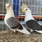 زوج بوم ( تم البيع خارج الموقع )