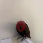 فروخ أكلتكوس ذكر و أنثى