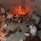 صيصان بلدي عمر شهرين