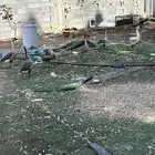 وز عراقي