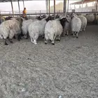 نعيم كناور بلدي شرط