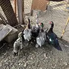 بط للبيع بلدي الموقع خميس البحر