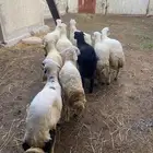 خرفان