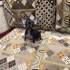 كلب تشيواو بيور