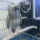 جوز كاسكو منتج شرط