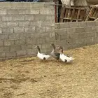 وز 1