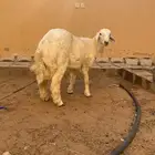 خروف حري