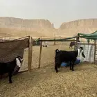 متبع