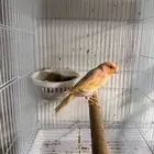 كناري انثي رد فاكتور