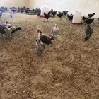 دجاج فيومي