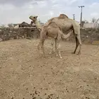 حاشي لباني فل شحم شراكه