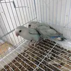 جوز روز