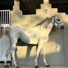 حصان واهو