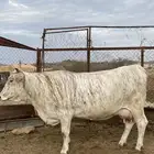 مشاءالله تبارك الله بقره اللمانيه