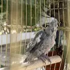 كراوان انثى للبيع او البدل