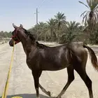 مهر